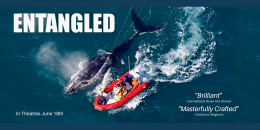 Entangled - By David Abel and Andy Laub, Right Whale and Ocean Conservation Documentary Film